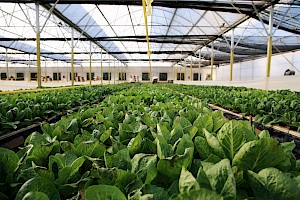 Ingeniería Agropecuaria