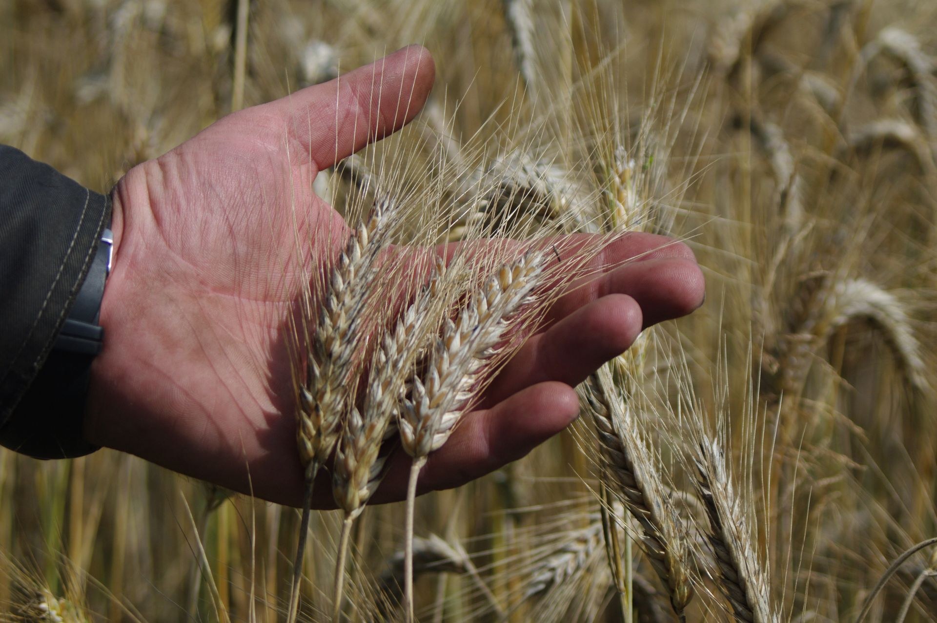 Cultivo de Trigo Ingeniería Agropecuaria