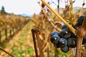 ¿Por qué estudiar Enología?