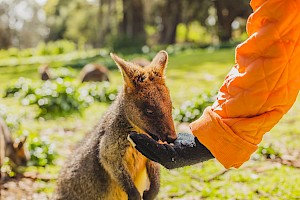 Cuidador / Cuidadora de Zoológico
