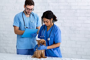 Enfermero / Enfermera Veterinaria
