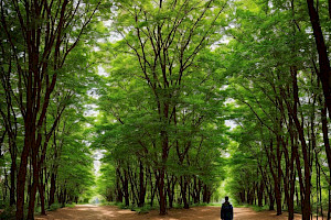 ¿Qué es un Camino Profesional?
