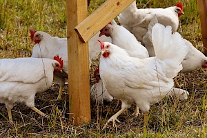 Avicultor / Avicultora