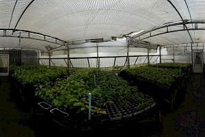 Botánico / Botánica