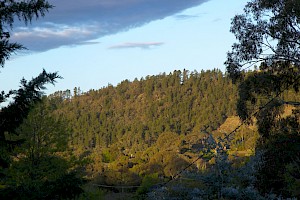 ¿Por qué estudiar Ingeniería Forestal?