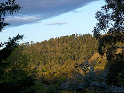 ¿Por qué estudiar Ingeniería Forestal?